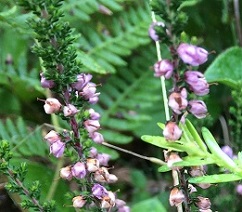 Calluna - Wikipedia