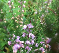 Calluna - Wikipedia